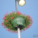 IMG_8275 (Large)