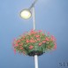 IMG_8278 (Large)