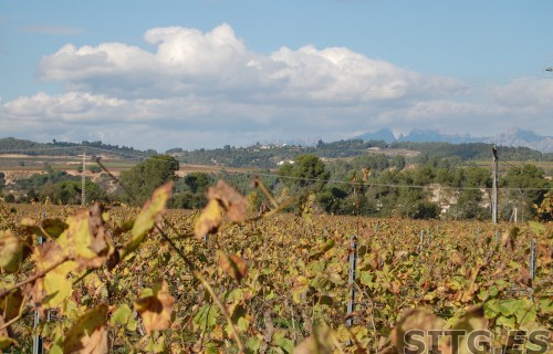 Sitges-Cava-Tour-215