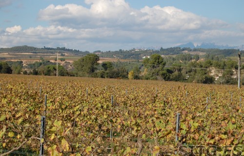 Sitges-Cava-Tour-216